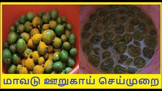 மாவடு ஊறுகாய் செய்யும் முறை | Making of Maavadu Pickle | வடு மாங்கா | Vadu Manga