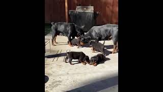 Filhotes de Rottweiler tomando SOL