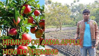 HOW TO FARMING Hrmn99 apple or Anna apple ||Where are the saplings found?