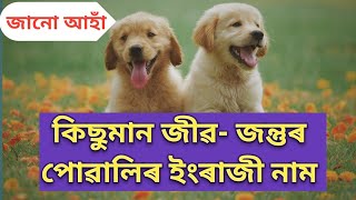 কিছুমান জীৱ- জন্তুৰ পোৱালিৰ ইংৰাজী নাম l Some small animals name in English l Animals name l