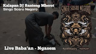 Kalapan BANTENGAN SINGO SOSRO NEGORO || live Baba'an - Ngasem