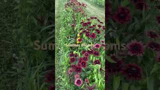 Unique Flowers, Rudbeckia #Flowers #gardening #flowerarrangement