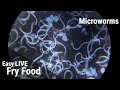 How To Culture Microworms For Fish Fry