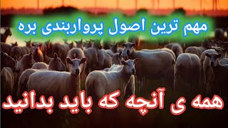 اصول مهم پرواربندی بره , آموزش پرواربندی , پرواربندی گوسفند , پرواربندی