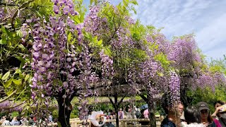 亀戸天神社 藤まつり2024.4.20/Kameido Tenjin Shrine Wisteria Festival