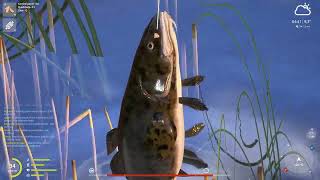 Burbot Eel Volkhov | Russian Fishing 4 RF4 SPOT