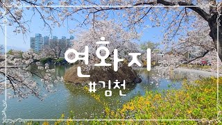 김천 연화지