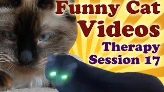 Cats Chasing Lasers Compilation - Have Aliens Invaded? | Funny Cat Videos Therapy 17