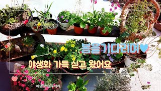 화원에서온 #초연초 #와인쥐손이#앵초 #마라고데스앵초 #설화 #아이페이온