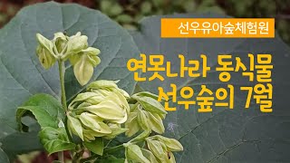 [관악구]선우유아숲체험원의 7월 생태 모니터링