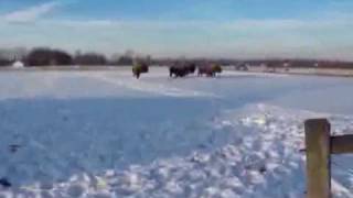 Happy Trails' Bison Rescue .. Unloading at New Home