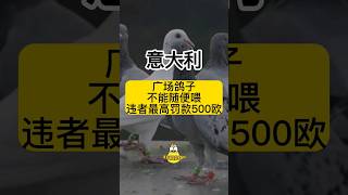 意大利广场鸽子不能随便喂，违者最高罚款500欧 #意大利 #华人 #欧洲 #米兰 #罗马 #普拉托 #佛罗伦萨 #留学生 #旅游 #意大利生活