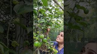 എൻ്റെ വീട്ടിൽ ഉള്ള variety fruits കണ്ടാലോ 🍊🍒🍇🍐 #fruit #kerala #fruits #fruitcutting