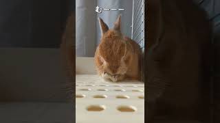 【うさぎカフェ】睡魔との戦い・・・どうやら勝ったみたいです　#Shorts #bunny #うさぎ #うさぎカフェ