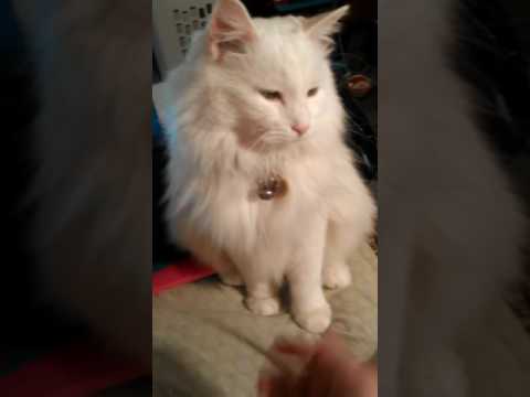 Snowball shows me his paw Snowball shows me his paw