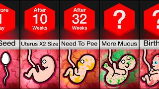 Timeline: What Happens When You Get Pregnant