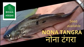 Mystus gulio (Nona Tangra) fish farming is profitable. High demand. High wholesale rate.