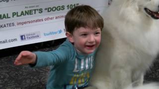 Atka the Amazing Eskie at EBPL