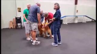 Therapy Dog Training: Greeting a Crowd