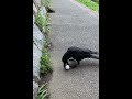 間違いに気づいたカラスさん😂😂😂wwwwww