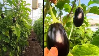 How Fresh Eggplants Make Their Way from Greenhouse to You!