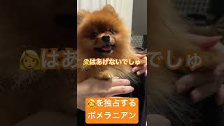 ママを独占するポメラニアン #ポメラニアン #dog #pomeranian #いぬのいる生活