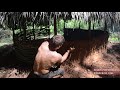 primitive technology round hut