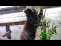 笹を食べるレッサーパンダの子供「リュウ＆セイ」 baby red panda