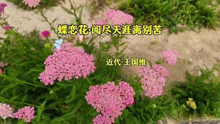 古文鉴赏《蝶恋花·阅尽天涯离别苦》作者：近代·王国维