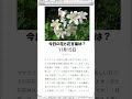 花 花言葉 お花のある生活 「今日の花と花言葉は？１分で簡単解説 １１月１５日」