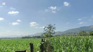 ASMR  | Fresh Morning Ambience | Relaxing view of the Corn Field | Province Life