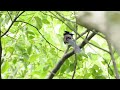 今年もやって来た「サンコウチョウ」 三光鳥 ホイホイホイ♫