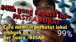 Cara memilih perkutut lokal ombyokan bersuara besar #perkutut