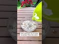 make your own simple calcium irrigation water garden agriculture gardening