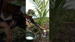 pemberian pupuk urea Pusri pada sawit umur 0 -1 tahun, sawit umur 1 bulan #pertanian #shortvideo