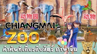 เที่ยวสวนสัตว์เชียงใหม่ #การแสดงสัตว์  #ให้อาหารสัตว์ #คำศัพท์ภาษาจีน #Chiangmai