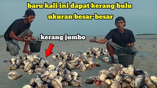 Mencari Kerang Bulu Saat Air Laut Surut ‼️ Banyak Dapat Kerang Bulu Besar-besar|kerang bulu jumbo