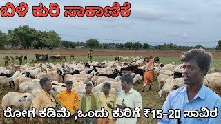 ಬಿಳಿ (ಎಳಗ) ಕುರಿ ಸಾಕಾಣಿಕೆ |ರೋಗ ಕಡಿಮೆ , ಹೆಚ್ಚಿನ ಬೆಲೆ | ಒಂದು ಕುರಿಗೆ ₹15-20 ಸಾವಿರ ರೂಪಾಯಿ | 800 ಕುರಿ ಒಡೆಯ