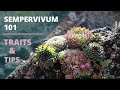 Sempervivum (Hens & Chicks) Succulents - Care Tips & Traits