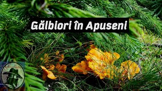 Gălbiori în Apuseni! CANTHARELLUS CIBARIUS!