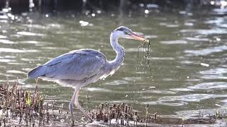 【大田区】洗足池公園 アオサギの捕食