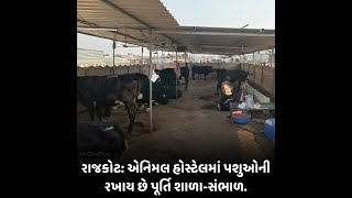 રાજકોટ: એનિમલ હોસ્ટેલમાં પશુઓની રખાય છે પૂર્તિ સાર સંભાળ