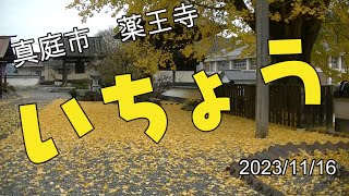 薬王寺の大イチョウ　岡山県真庭市久世