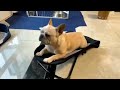 dog rocking chair