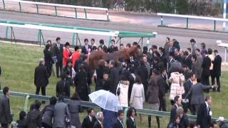 2011 有馬記念 オルフェーヴル ARIMA MEMORIAL Orfevre WININNG CEREMONY