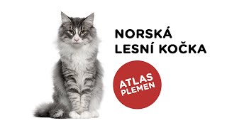 Norská lesní kočka - Atlas plemen - Tlapka TV