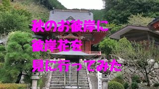 秋のお彼岸に咲く彼岸花を見に行ってみた