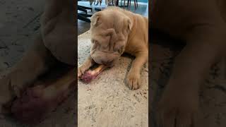 7 month old pup with his first christmas present.  raw bone for doggy #brahmsthesharpei