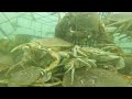 Crab trap under water!