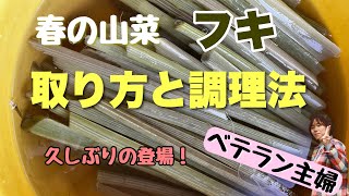 【山菜採り、ハウツー】春の山菜フキの採り方や調理法をベテラン主婦にお願いしました　@oyazyboarder